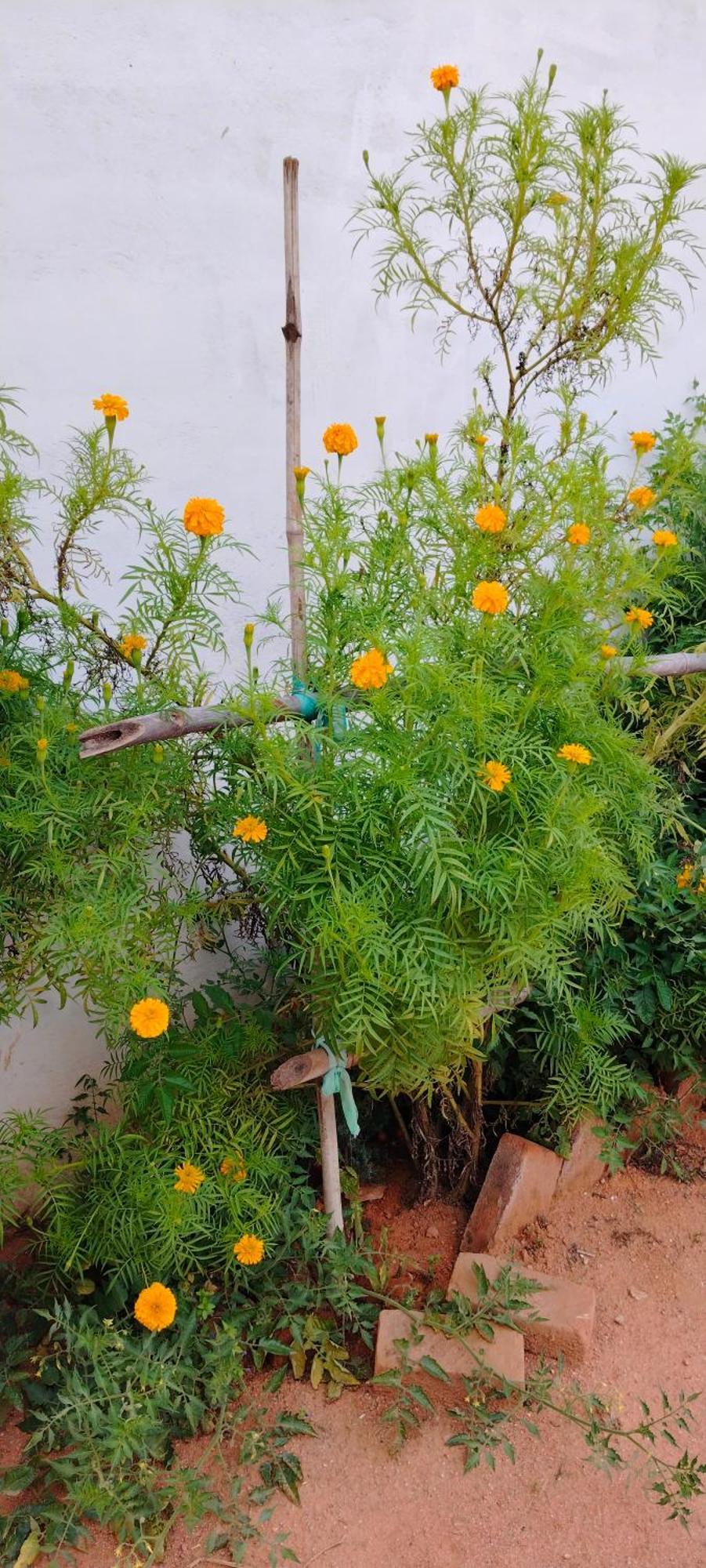 Laxmi Home Stay Ghura Buitenkant foto